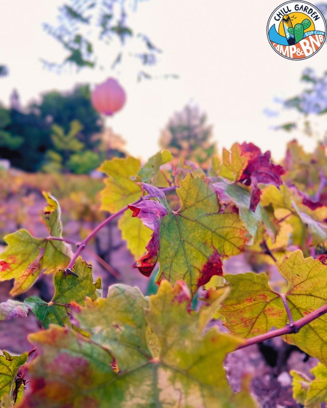 Chill Garden Experience B&B San Pietro in Bevagna Exterior foto